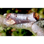 Buff Tip Moth bucephala pupae